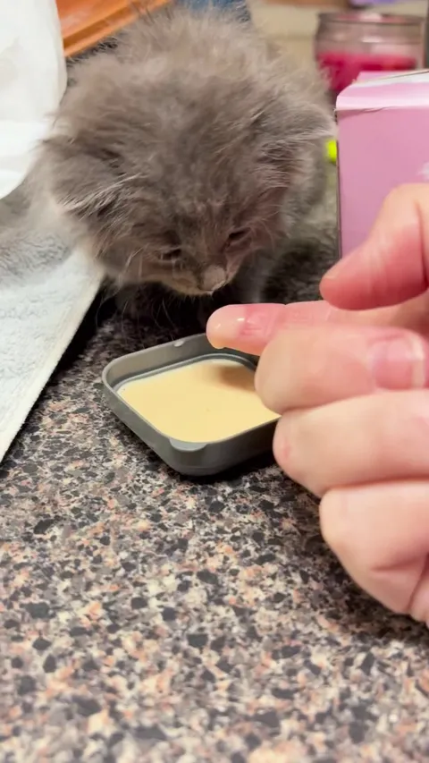 Please help!! Found baby kitten with dead mother and siblings