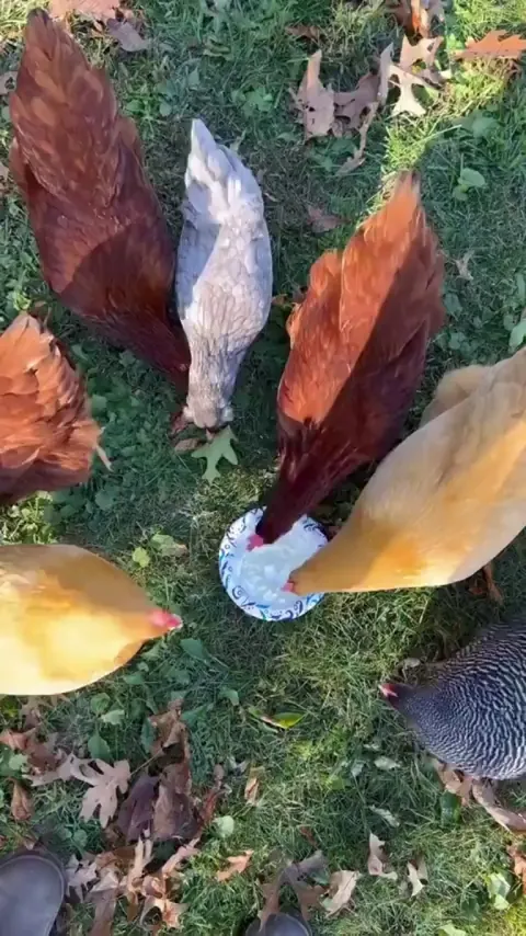 Yeah chicken love it