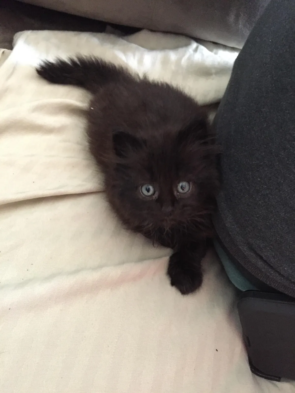 He appeared on Halloween—the night we got engaged. We didn’t choose him. He chose us.