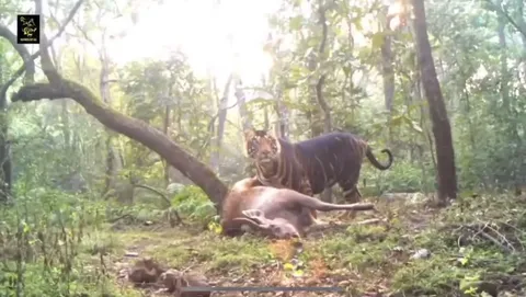 🔥 A camera trap of a Pseudo-Melanistic Tiger on a young Sambar Stag kill. Sambar Deer are the 3rd largest deer species on the planet. Stags usually can weigh from 200-400kg🔥