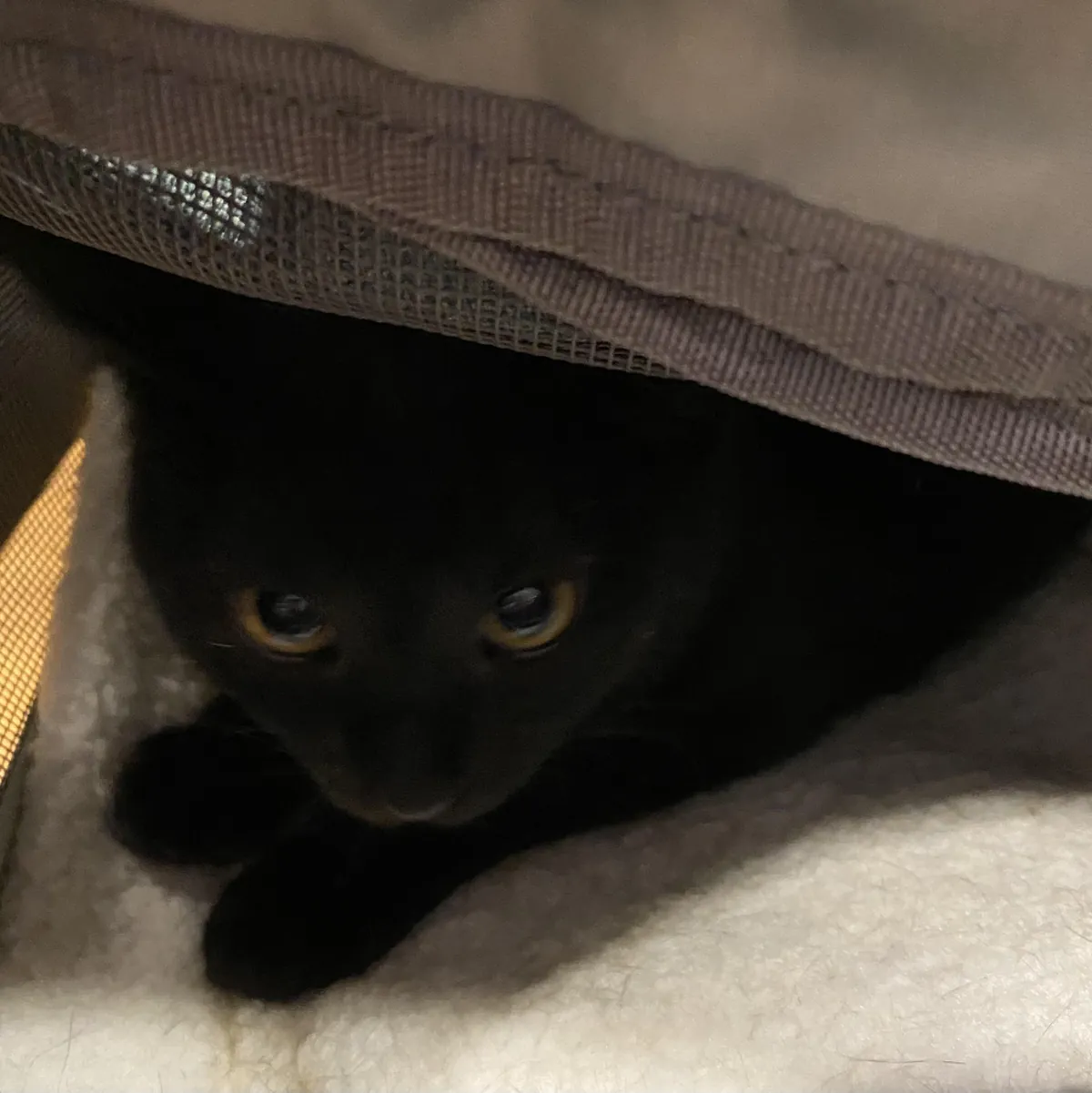 Adopted this boy yesterday. Let him out of the carrier, he ran off, and haven't seen him since.