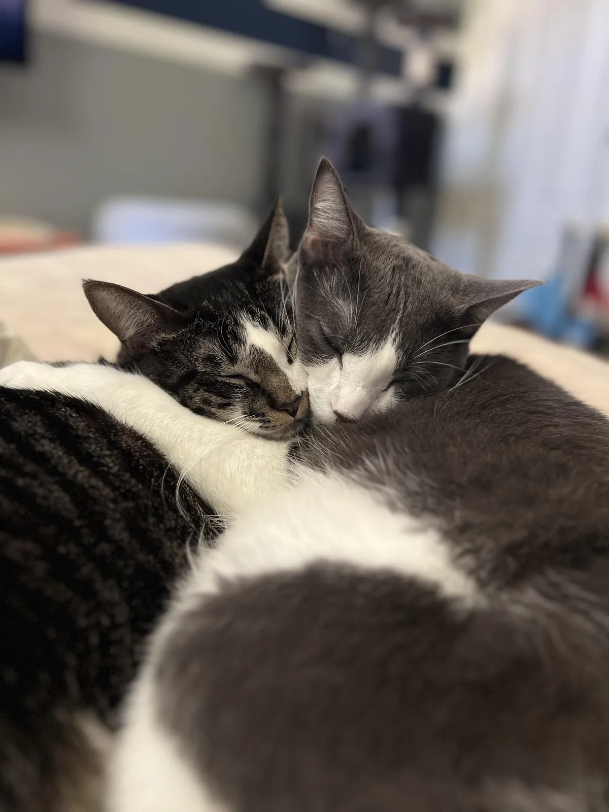 My Cats Are Siblings and Are Inseparable