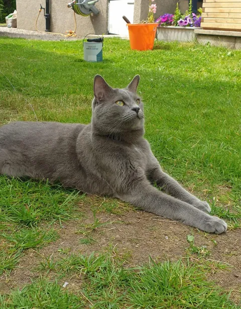 Is that a handsome kitty or what