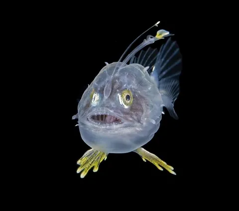 🔥 Transparent/translucent marine life during a blackwater dive off the coast of Kume Island, Japan 🔥