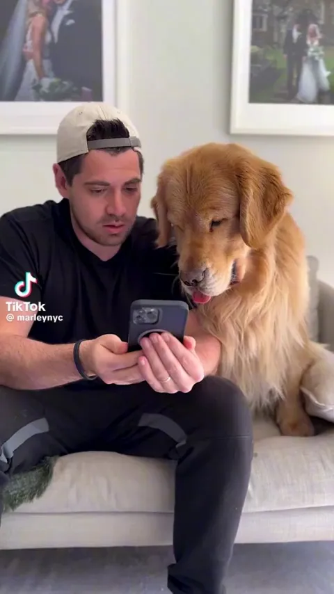 Golden retriever loves hugs