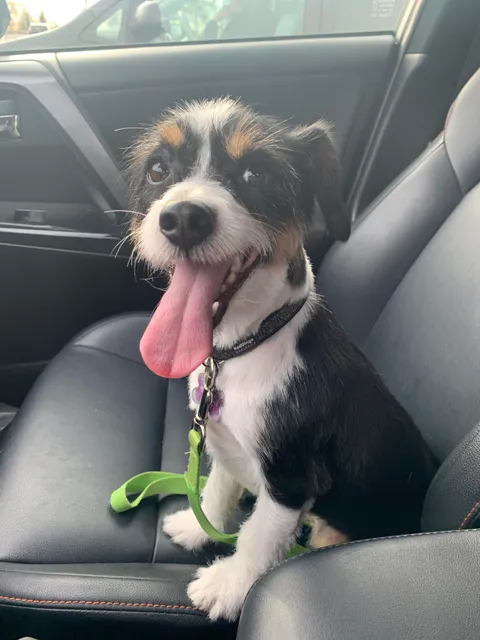 Y’all can keep your purebreds. Shelter dogs are the cutest.