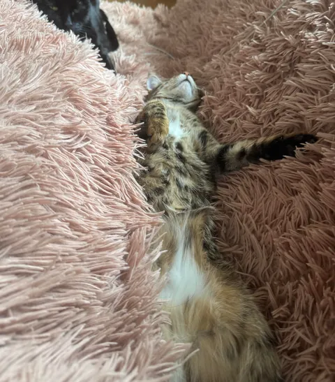 Can life be better than this? I think NOT 💕 Rescued kitty enjoying her new life💕