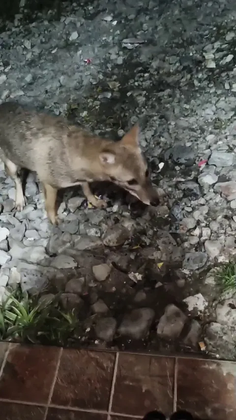 With her jungle vanishing, this wild Golden Jackal started seeking refuge at my street dog rescue.