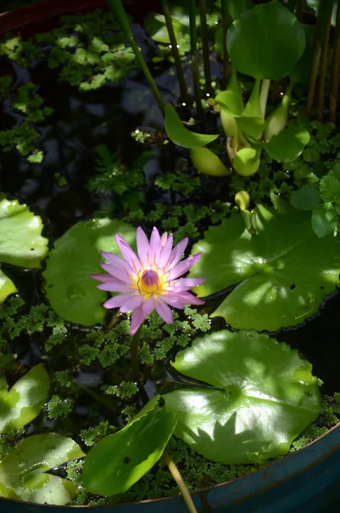 I just adore this sweet little corner of my garden