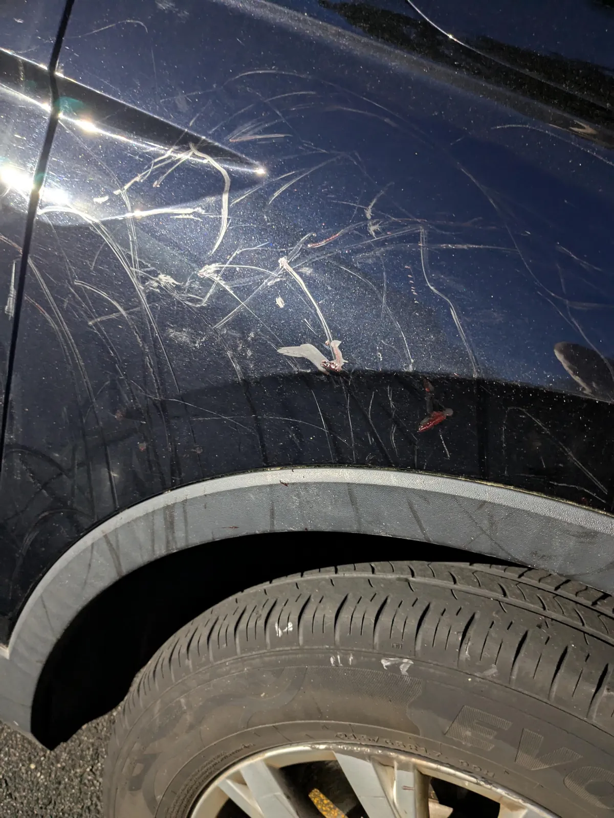 Found a shit ton of scratches and dried blood on my car tonight, looks like maybe some rabid animals were fighting near it?