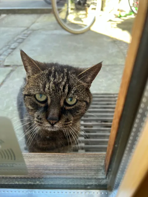 Neighbor's cat has alzheimers, forgets that he doesn't live here