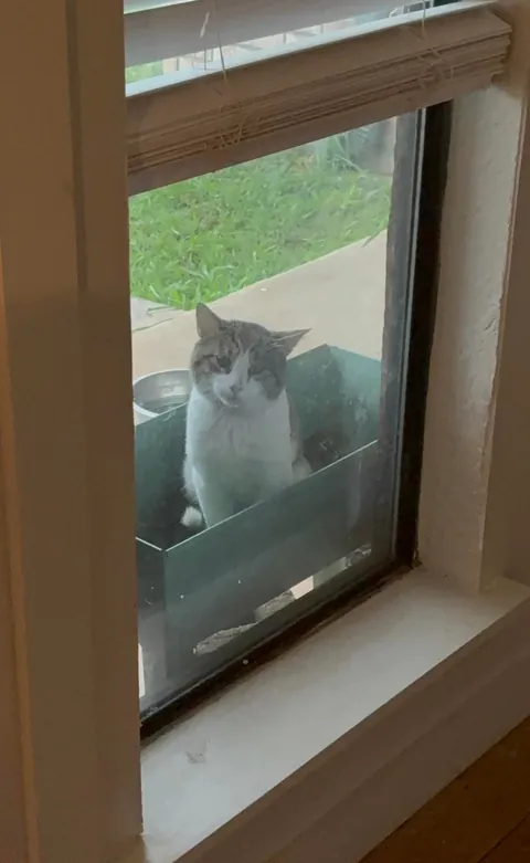 Slowly adopted by a stray