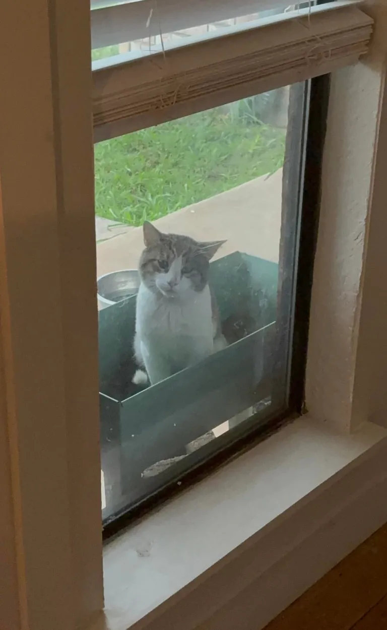 Slowly adopted by a stray