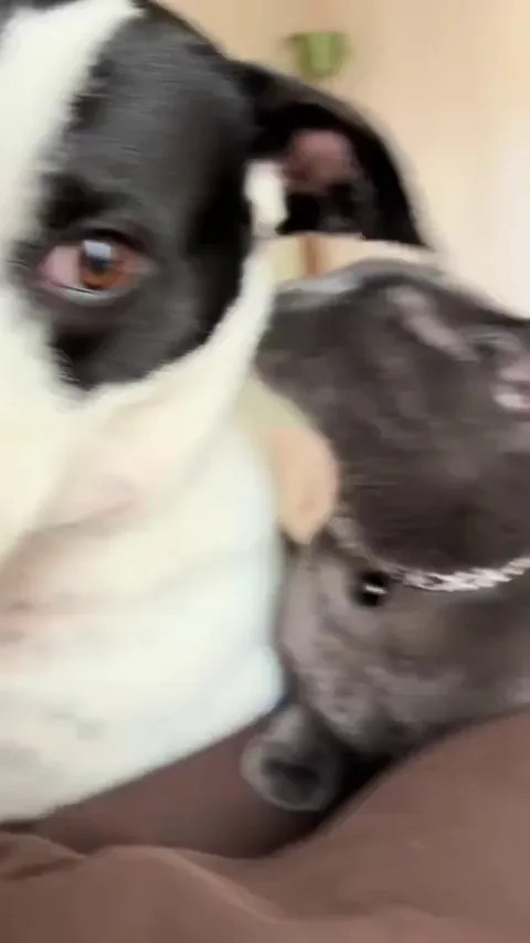 When the licks turn into bites