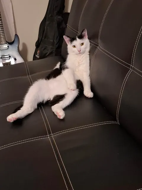 Sick, chewed up by dogs, lungs destroyed and given only a week to live when he was a kitten to being healthy and loved, meet my little fighter Kiki