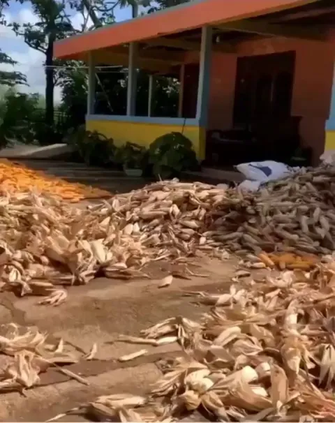 The cat is convinced that he's full time security guard on the farm