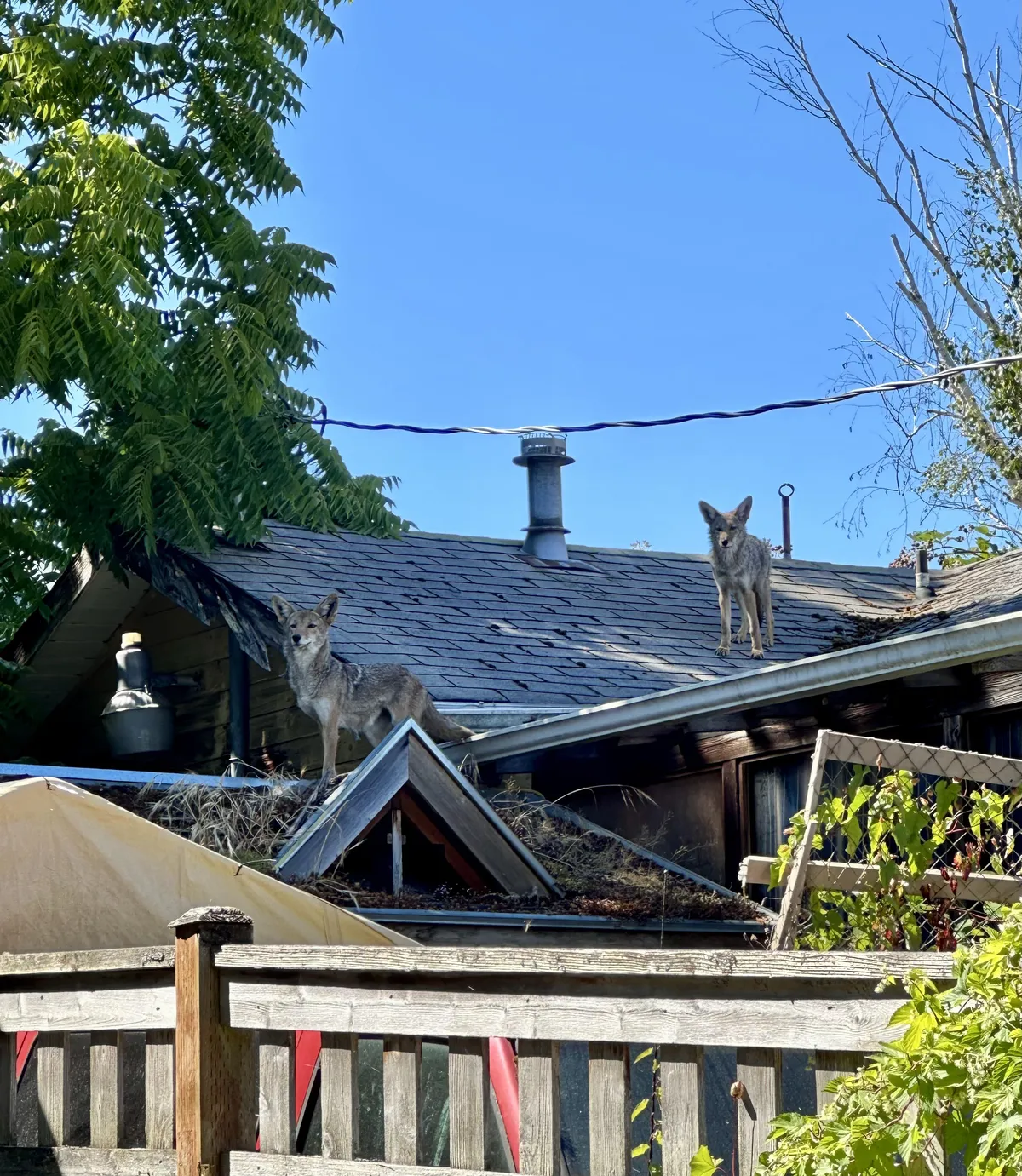 Coyotes have officially taken over