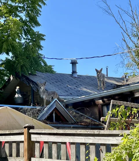 Coyotes have officially taken over