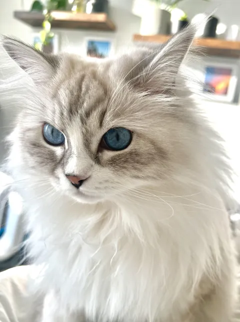 Stella’s eyes are a beautiful shade of blue!