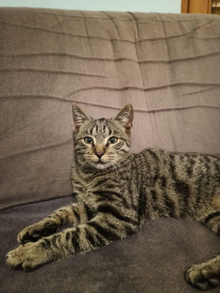 Adopted him few hours ago, and he already gave me a smile :)