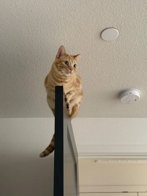 I have no words for this boy.