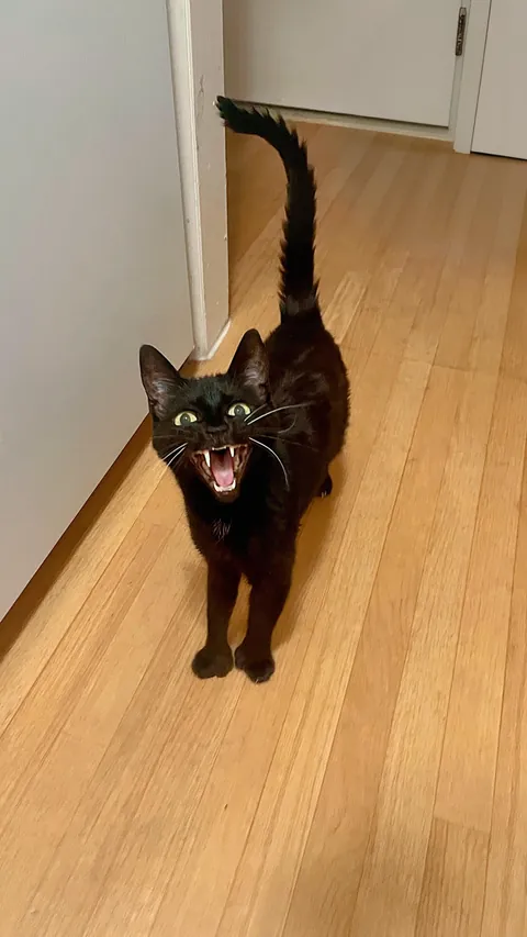 Angy Void: 😾&gt;👹