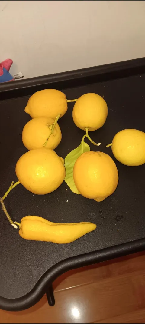 Lemon grew into a chili pepper