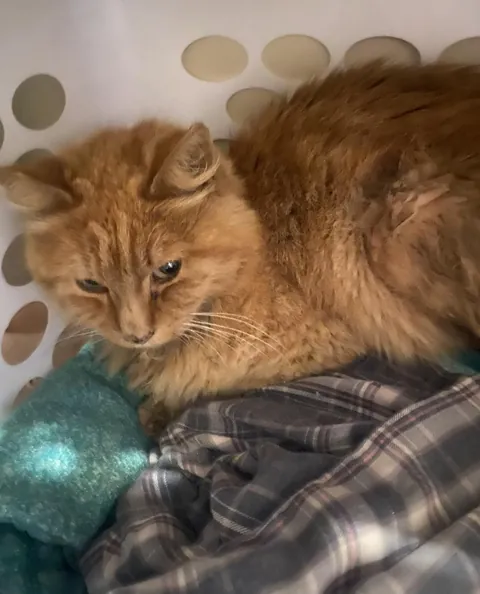 Sorry to share ,My cat Prince passed on to cat heaven today