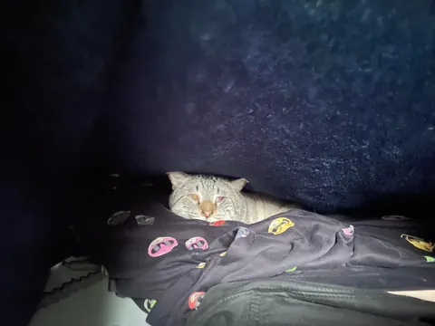 My house came with a cat