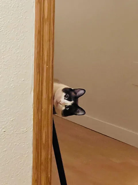 I’m sick and I want to see your cats. Mine is watching me like I’m contagious.