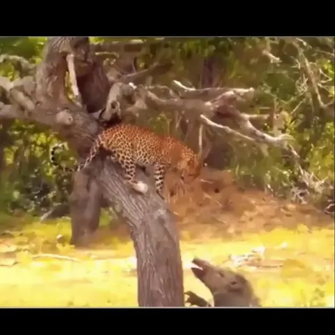 Surrounded by wild boars, a leopard jumps down, grabs one, and climbs back up..pure apex predator power move