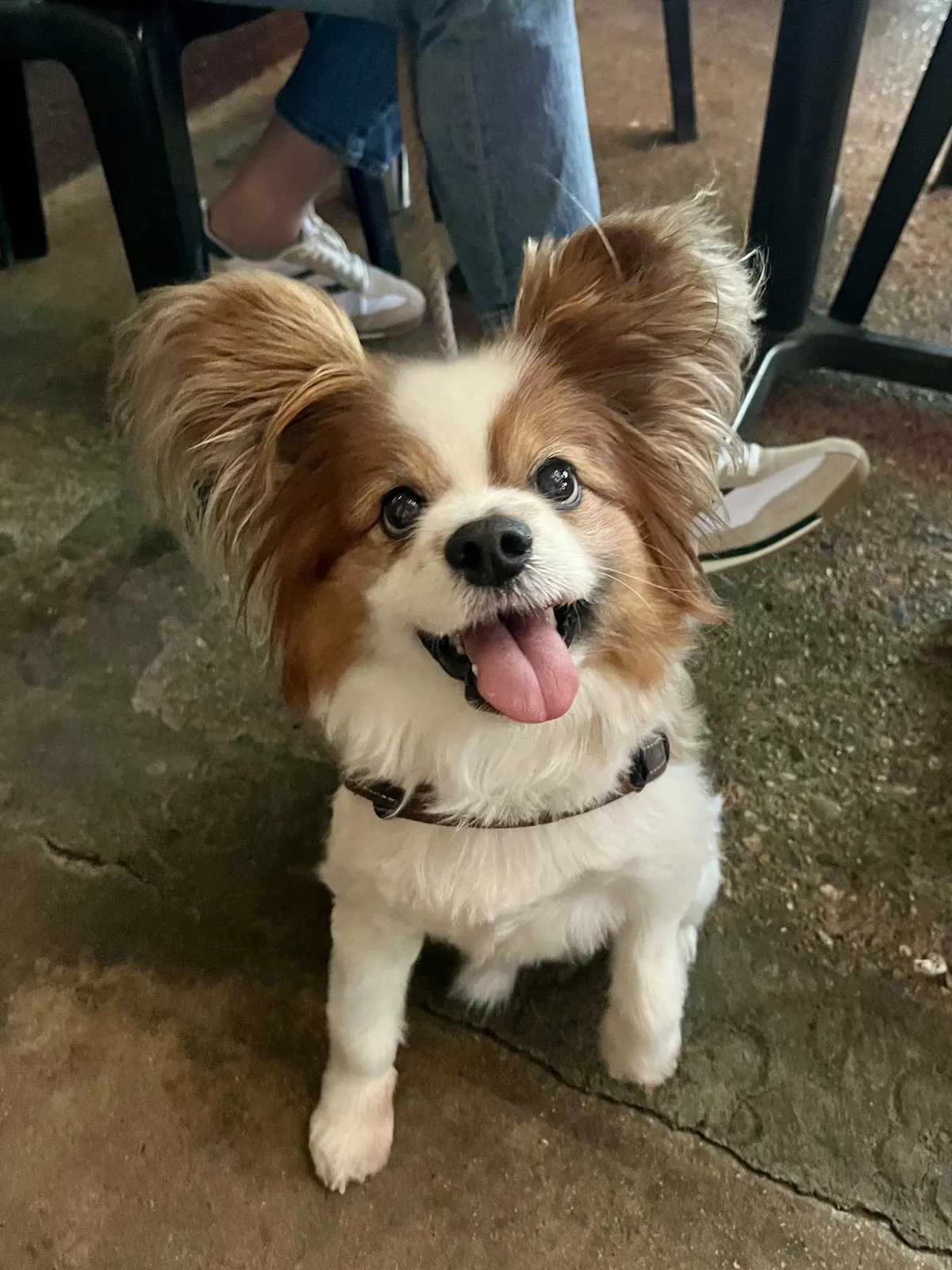 Had this adorable lil muppet stop by work yesterday!