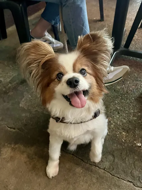 Had this adorable lil muppet stop by work yesterday!