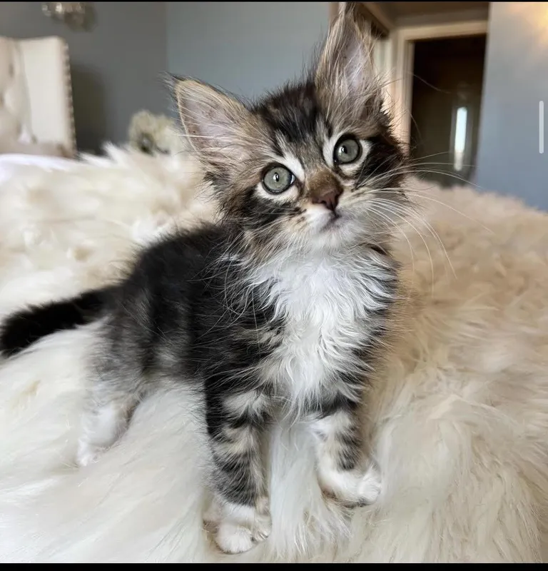 Meet Frankie. A tiny tornado of fluff.