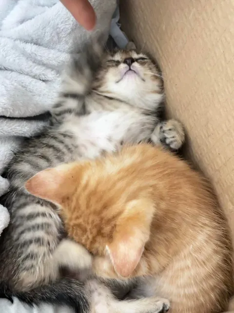 On my way to work this morning, I found this little kitten under my office building