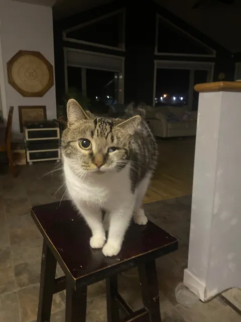 Rosie was born special. We didn’t know if she was going to make it. But now she’s a 7 year old little chonker. Every bit as special though.