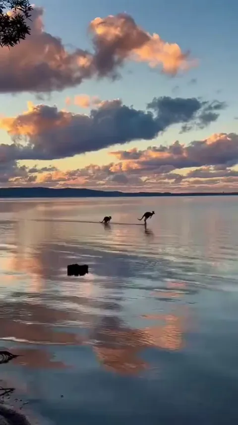 🔥 Two kangaroos in the water