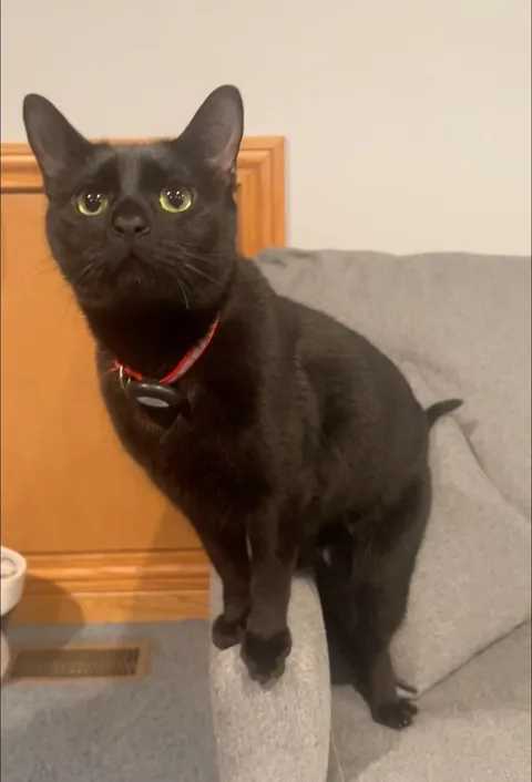 I lost my 3 year old boy Anakin this morning due to a reaction to anesthesia. He was the best.