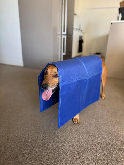 Hope Hector starts your weekend with a smile. And don’t forget to hug your fur babies