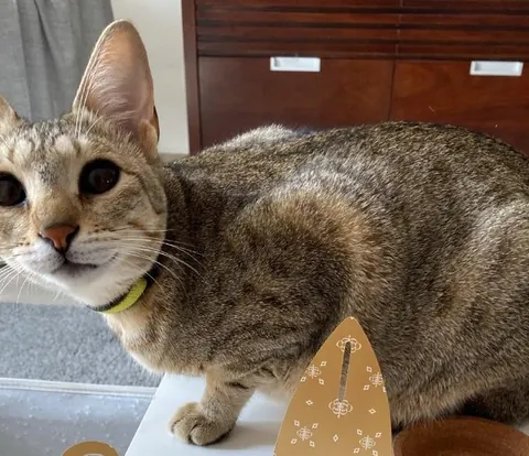 My cat had black eyes on day one: Now she’s coming up to 3 years old and better than ever.