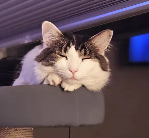 My parents cat, just being super cute!