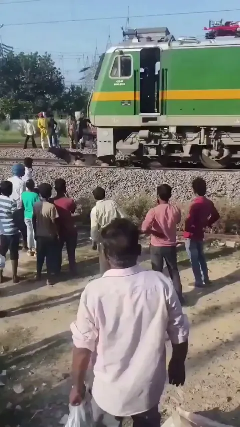 The Train Loco pilot stopped the train to save the Bull.