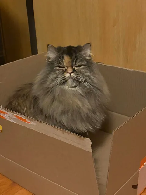 My amazon essentials cat finally arrived!!