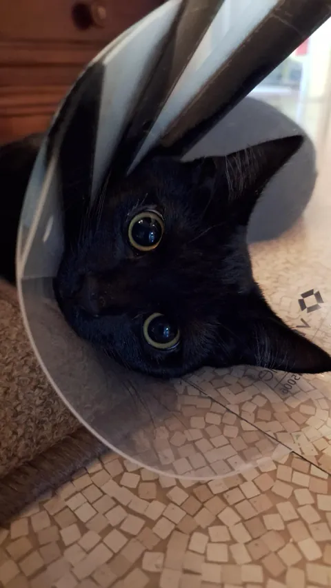 My six month old boy at home after being neutered.