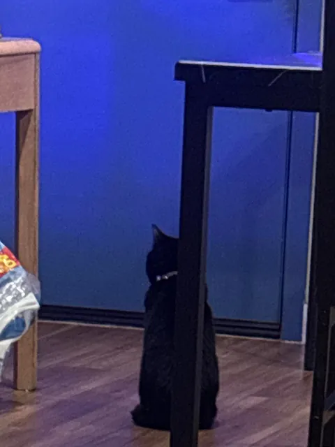 I was out for a week at the hospital for surgery and my sister sent me pictures of what he was doing. He was just standing at our front door waiting for me. The last pic is the day I came home from the hospital🥹