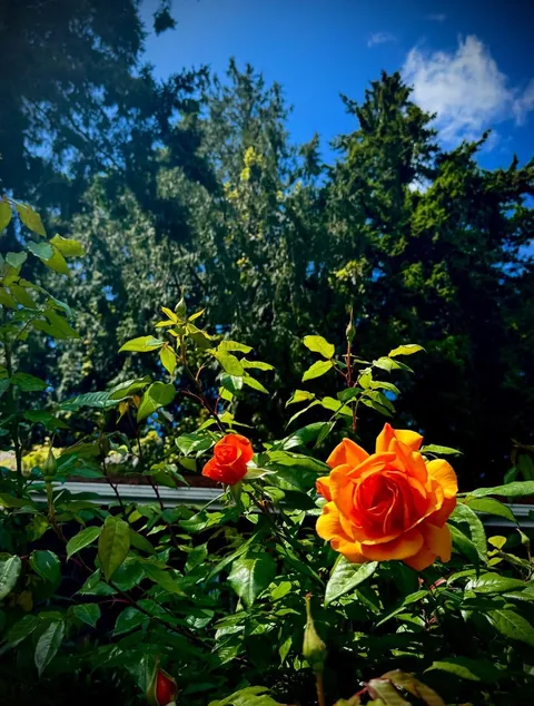 My parents’ gorgeous roses