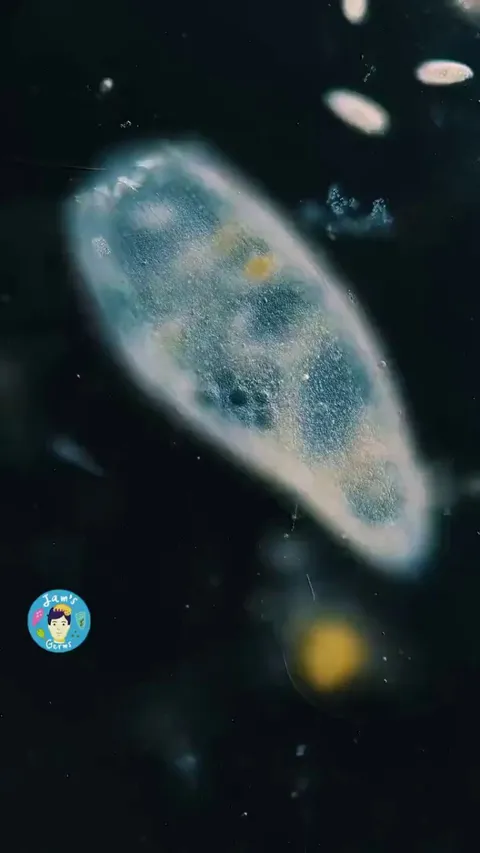 🔥single-cell lifeform going about its daily business