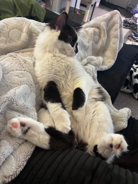 This is Dirtbag. We also call him Rudy. He just woke up after being neutered. He also just pissed all over himself. That’s my boy!!