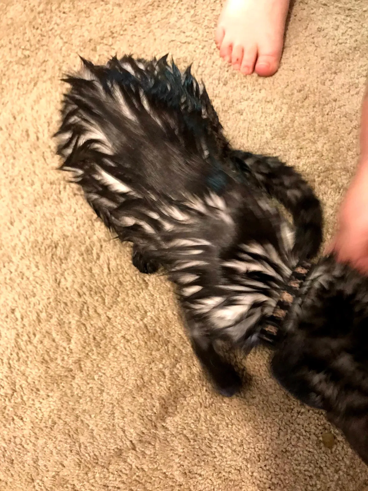 Juju - white cat disguised as a void??