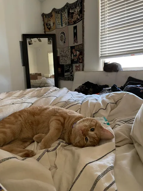 I’ve lost my best friend Link